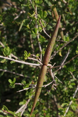 Periploca laevigata angustifolia