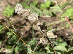 Rhinanthus minor