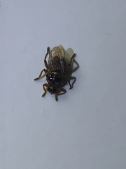 Hippoboscidae