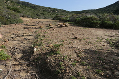 Asteriscus aquaticus