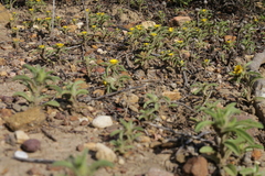 Asteriscus aquaticus