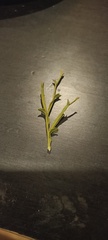 Genista tridentata