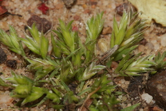 Rostraria pumila