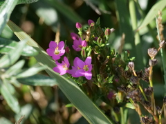 Centaurium erythraea