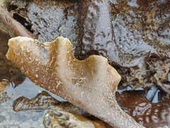 Laminariaceae