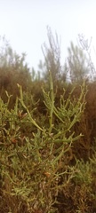 Genista tridentata