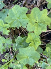 Alchemilla