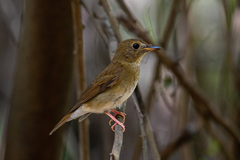 Cyornis brunneatus