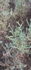 Genista tridentata