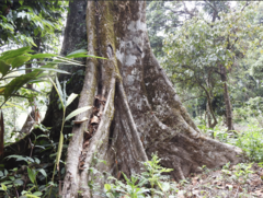 Elaeocarpus tuberculatus