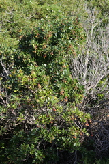 Arbutus unedo