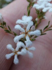 Leucopogon pulchellus