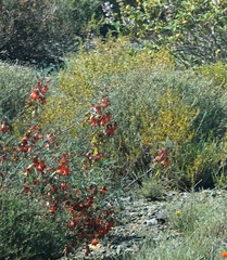 Lessertia frutescens