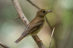 Cyornis brunneatus