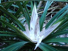 Freycinetia banksii