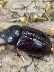 Heteronychus arator