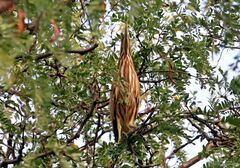 Botaurus lentiginosus