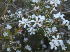 Leucopogon pulchellus