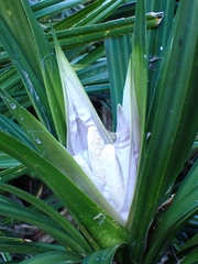 Freycinetia banksii