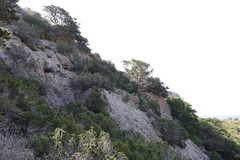Juniperus turbinata