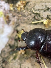 Heteronychus arator