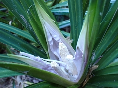 Freycinetia banksii