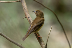 Cyornis brunneatus