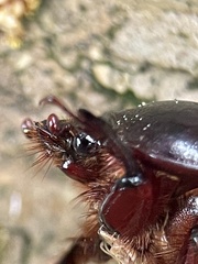 Heteronychus arator