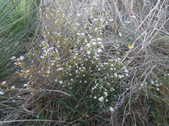 Leucopogon pulchellus