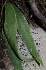 Hyacinthoides lingulata