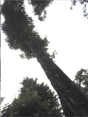 Elaeocarpus tuberculatus