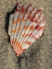 Argopecten ventricosus