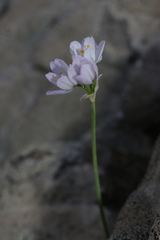 Allium roseum