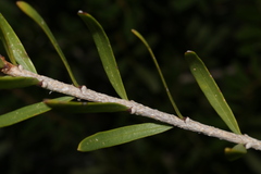 Periploca laevigata angustifolia