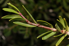 Periploca laevigata angustifolia