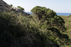 Periploca laevigata angustifolia