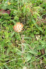 Anthyllis vulneraria