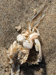 Emerita analoga