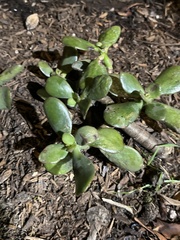 Crassula ovata