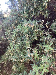 Leucopogon fasciculatus