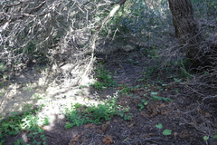 Aristolochia navicularis