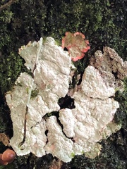 Herpothallon