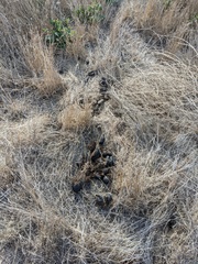 Equus asinus