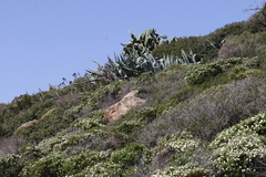 Agave americana
