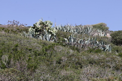 Agave americana