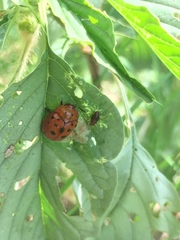 Chelymorpha phytophagica
