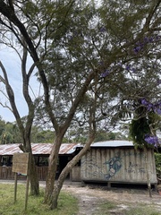 Jacaranda