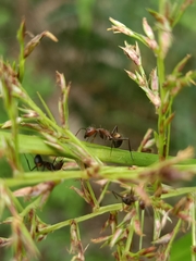 Camponotus nicobarensis