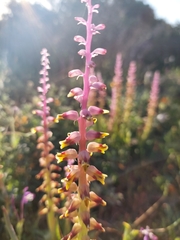 Lachenalia mutabilis