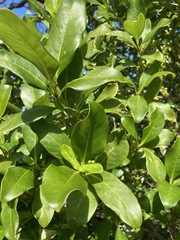 Coprosma macrocarpa minor